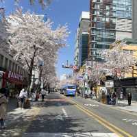 Sinchon in Bloom: A Cherry Blossom Wonderland