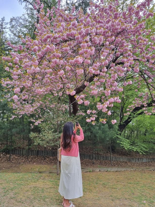겹벚꽃 보러 어린이대공원 어때요🌸