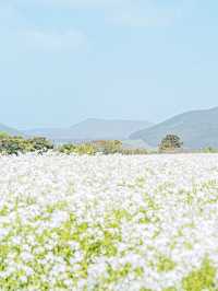 🌸꽃의 성지가 될 제주 여행지 [보롬왓]🌿