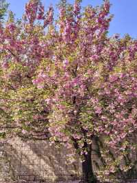 이국적인 겹벚꽃 명소, 경희대학교🌸