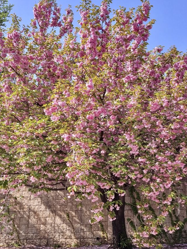 이국적인 겹벚꽃 명소, 경희대학교🌸