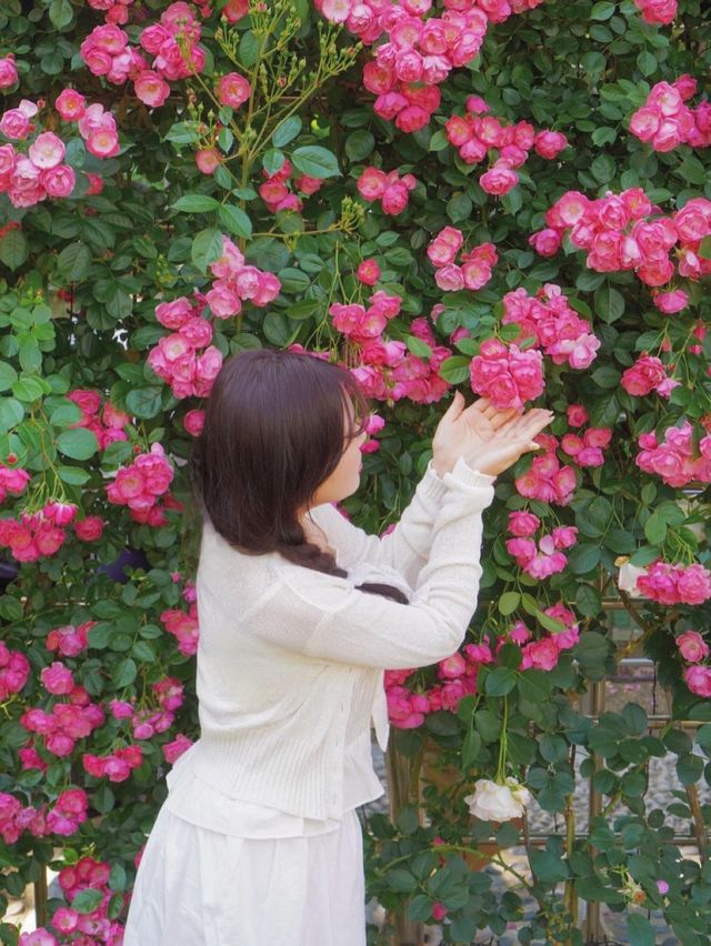 대구에서 가장 핫한 유명장미명소 🌹💗