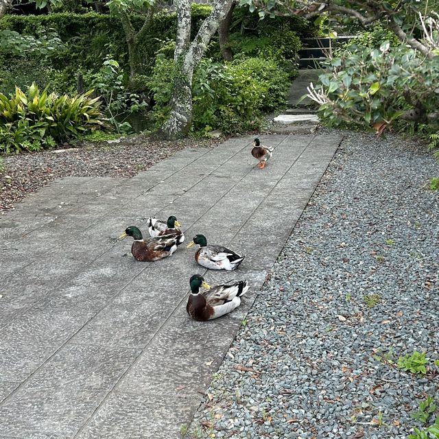 静岡市を一望する徳願寺