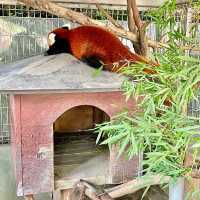 熱川バナナワニ園の動物たち