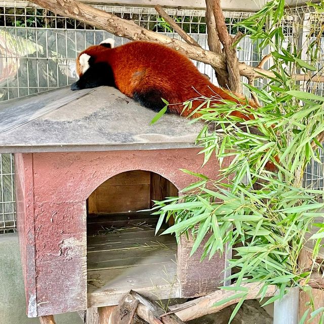 熱川バナナワニ園の動物たち