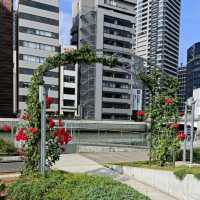 Beautiful Rose Garden in Osaka 