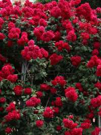 ❤️화려한 장미들의 집합소🌹중랑 장미공원❤️