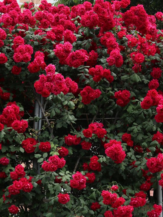 ❤️화려한 장미들의 집합소🌹중랑 장미공원❤️