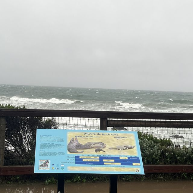 Elephant Seal Vista Point , อเมริกา