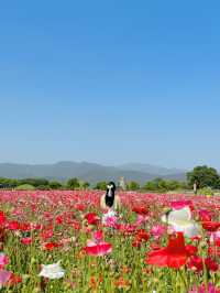 매계절 동화속 같은 예쁜 풍경으로 가득한 경주🌹🌈