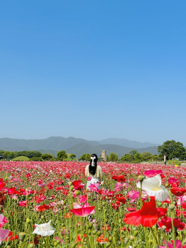 매계절 동화속 같은 예쁜 풍경으로 가득한 경주🌹🌈