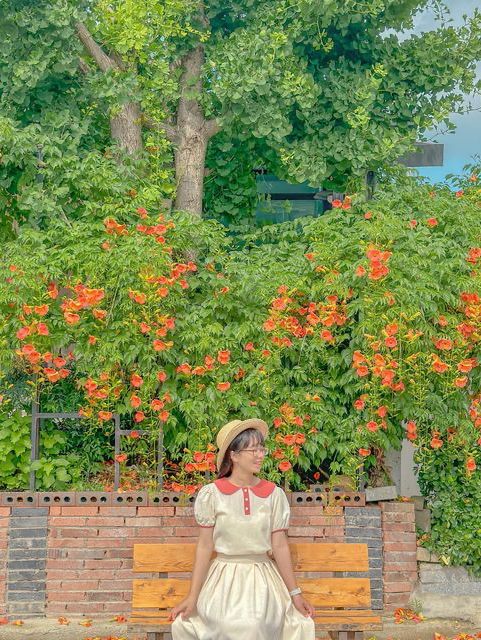 청주에서 제일 예쁜 능소화 맛집🧡