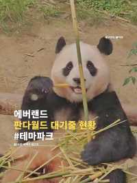 에버랜드 푸바오를 보기 위한 줄 클라스🐼 판다월드 입장 꿀팁