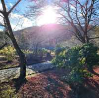 arashiyama