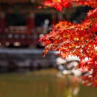 Beautiful Autumn View Of Naejangsan Park