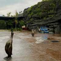 Penguin Cove at Bird Paradise