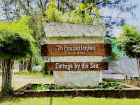 The Frangipani