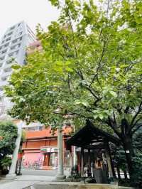 【東京都/蔵前神社】ミモザ咲かない緑豊かな境内
