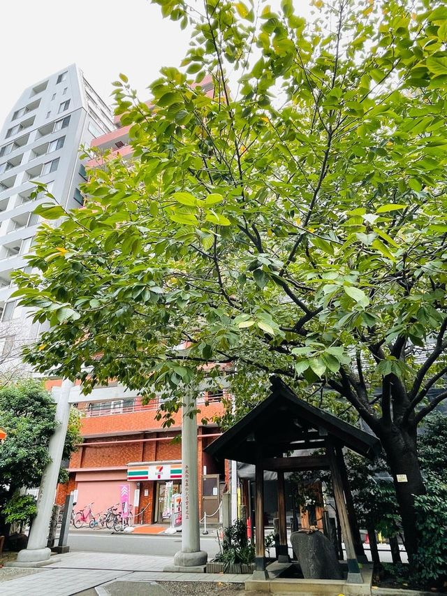 【東京都/蔵前神社】ミモザ咲かない緑豊かな境内