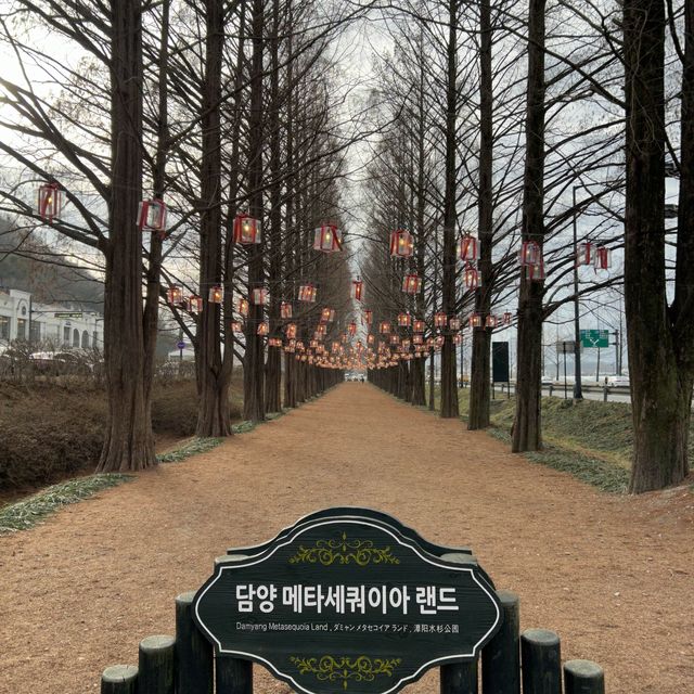 담양의 최고 관광지:메타세콰이어길 담양의 최고 관광지:메타세콰이어길