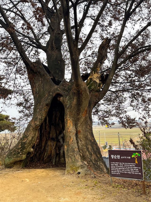 전주 근교 익산에 있는 사유지 식물원 카페 “달빛소리 카페“
