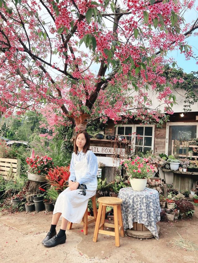 🌸โปโป ปิงปิง ร้านกาแฟสไตล์ญี่ปุ่นน่ารักๆ🌸