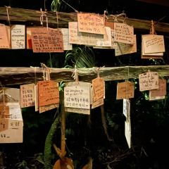 The Tree Top User Photo