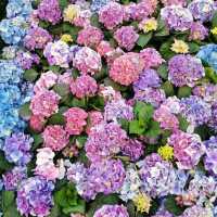 Hong Kong Flower Show 