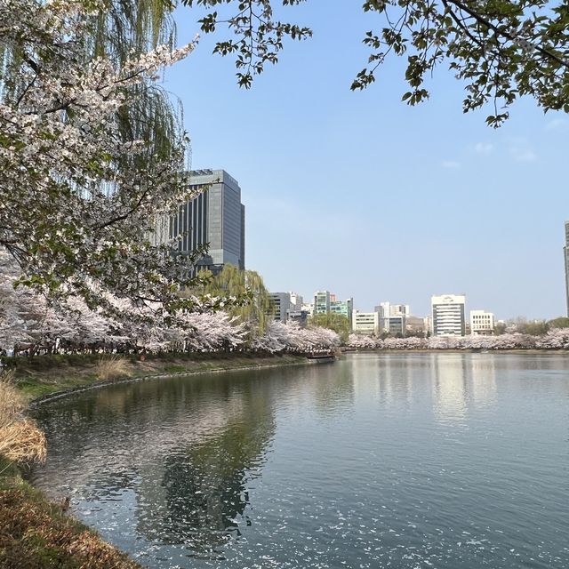 絕美櫻花🌸滿佈石村湖