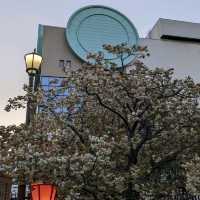 造幣局桜の通り抜け、桜は既に散り始め、有終の美