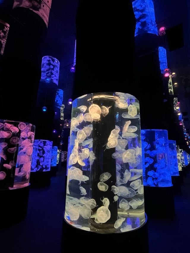 ◤與水母共進晚餐 浪漫海遊館之約！◥