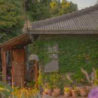 제주에서 리틀포레스트 찍기