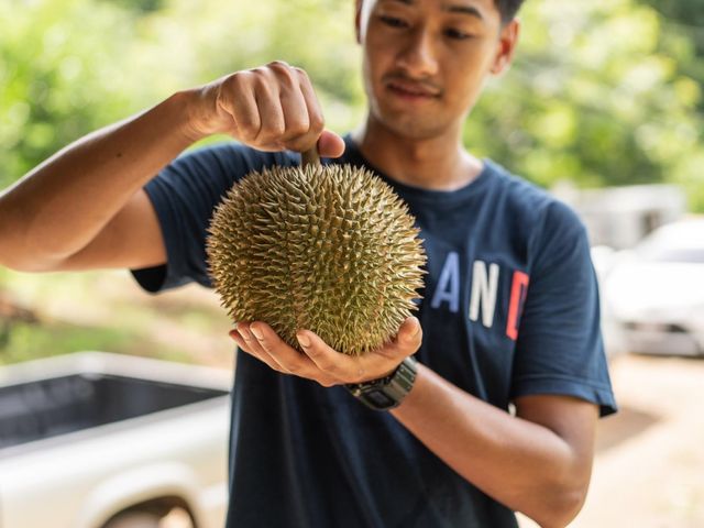 เที่ยวพังงา ลุยสวนทุเรียนสาลิกา ราชินีแห่งขุนเขา