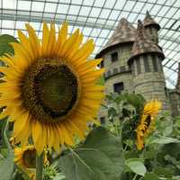 【シンガポール】近未来植物園ガーデンバイザベイ