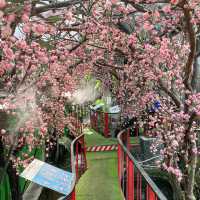 คาเฟ่ปลาคาร์ฟนับพันตัว - Carp Cafe
