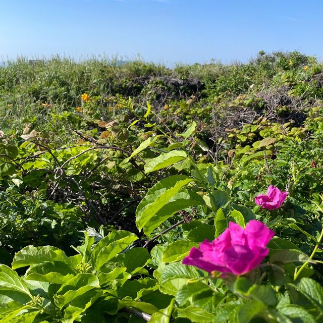 【北海道】離島の絶景！沓形岬公園ミニビジターセンター