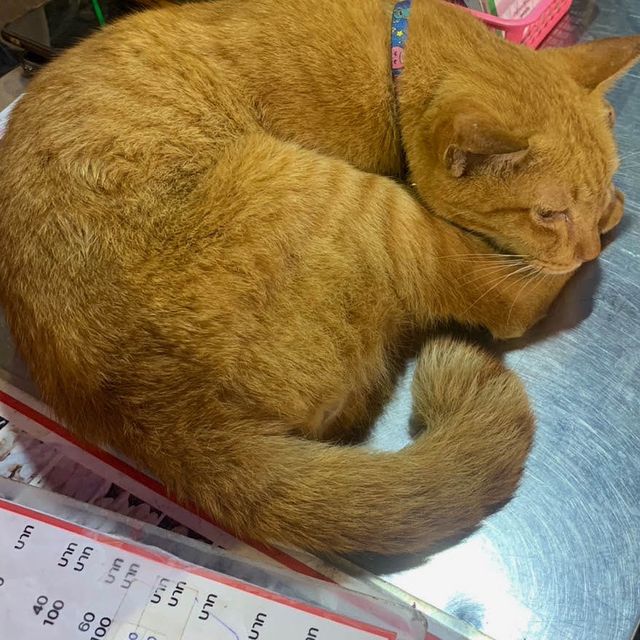 ตะลุยกินร้านดังย่านเยาวราช
