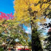 【長野県/美しい紅葉🍁と庭園を縁側から眺められるお寺】
