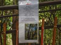 嵐山 祐齋亭 賞楓名所 打卡熱點