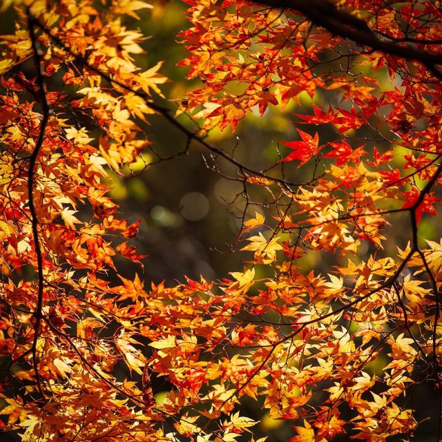 Beautiful Autumn View Of Naejangsan Mountain 