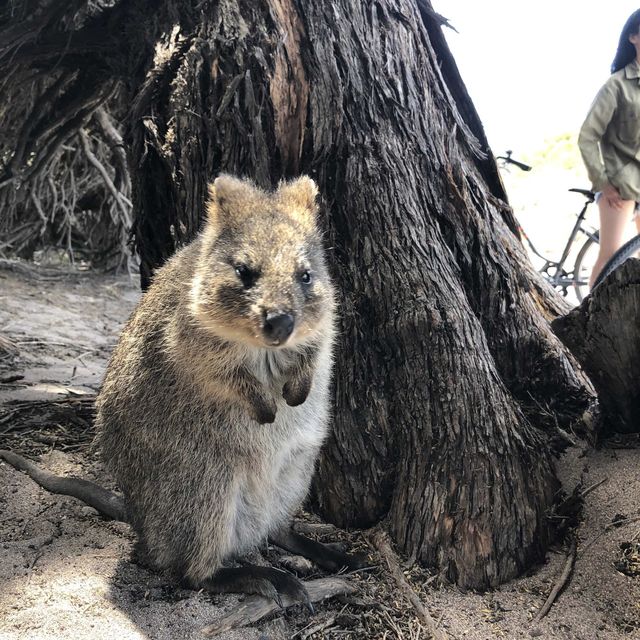 西澳 羅特尼斯島 Rottnest Island