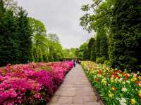 荷蘭🇳🇱全世界最大最美鬱金香花園🌷