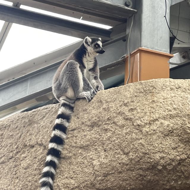 関西でおすすめの体験型動物園🐇🐅🐈🐕🦆