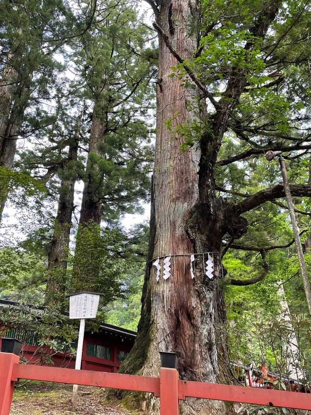 日光二荒山神社⛩️東京出發一日遊推薦☺️日光古蹟欣賞