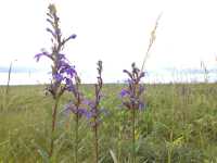 北海道　北海道観光　北海道らしい風景　サロベツ原生花園で和む！