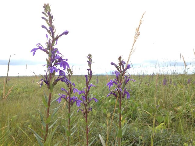 北海道　北海道観光　北海道らしい風景　サロベツ原生花園で和む！