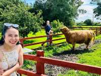 Gentle Giant Cows of Scotland! 🏴󠁧󠁢󠁳󠁣󠁴󠁿