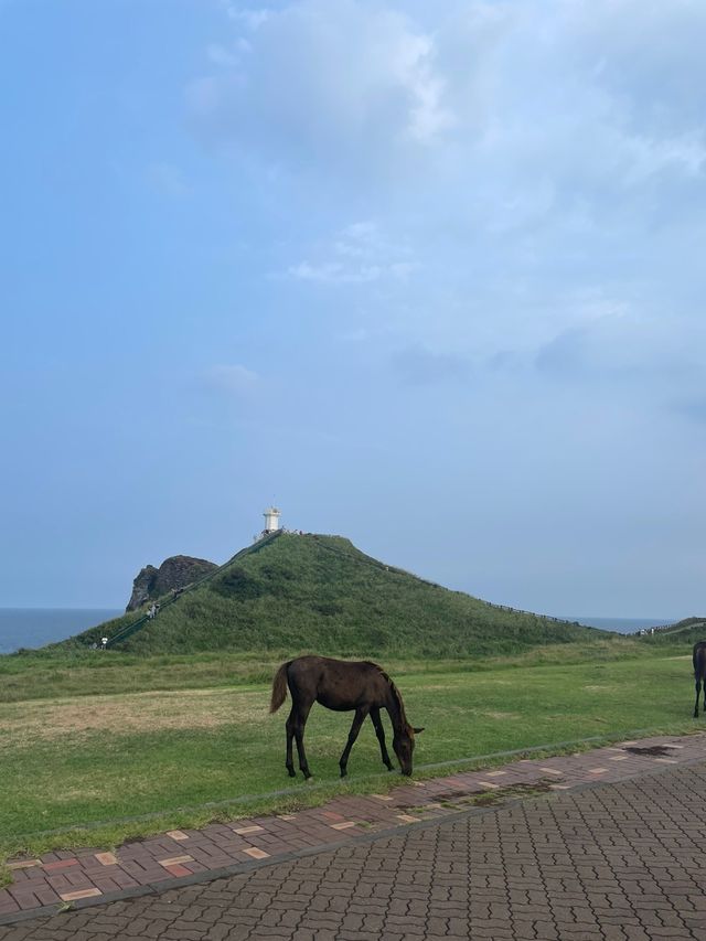 제주도 서귀포시 가볼만한 곳 : 섭지코지