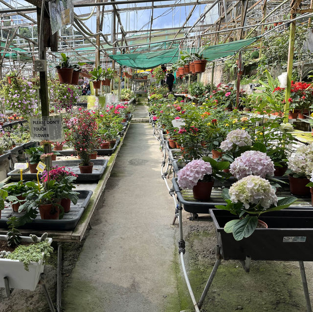 Cameron Highlands Strawberry Farm