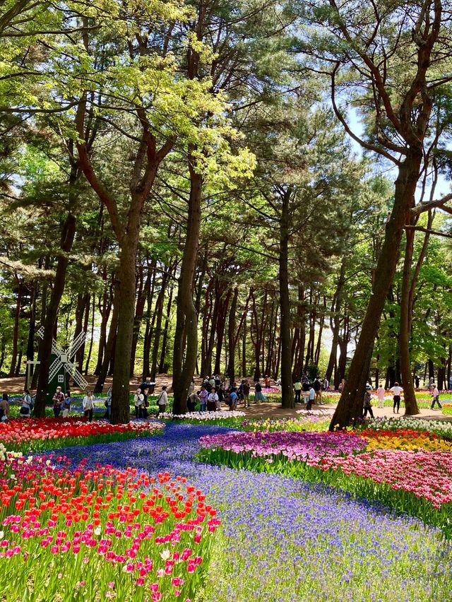 國營常陸海濱公園 *最美粉蝶花海*